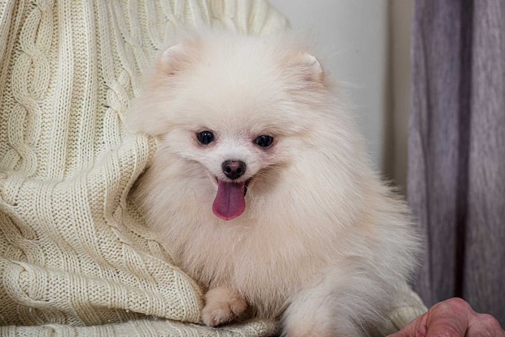 Померанские Шпицята-Медвежата