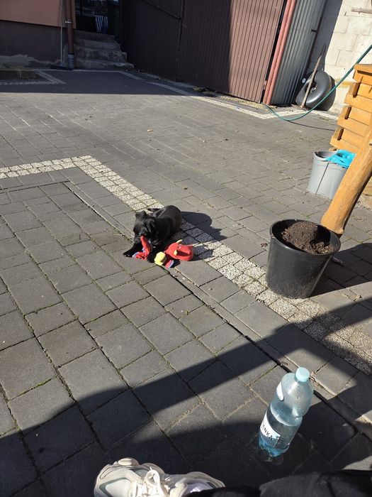 Sunia 6 miesięcy szuka domu