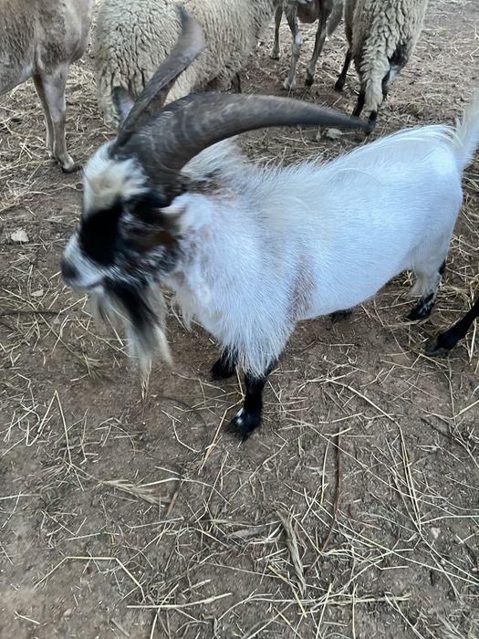 Chibo Anao/ Cabras anas
