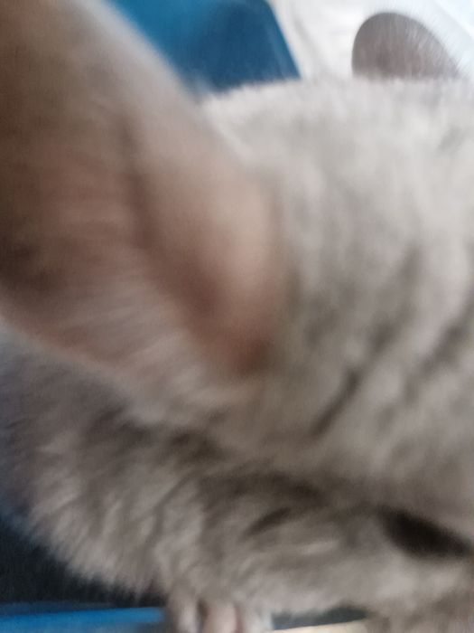 Witam sprzedam szynszyla  biały mozaika. Zapraszam do kontaktu