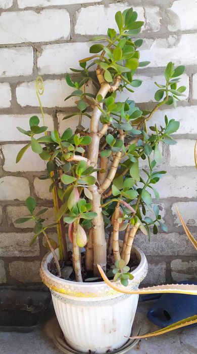 Продам денежное дерево