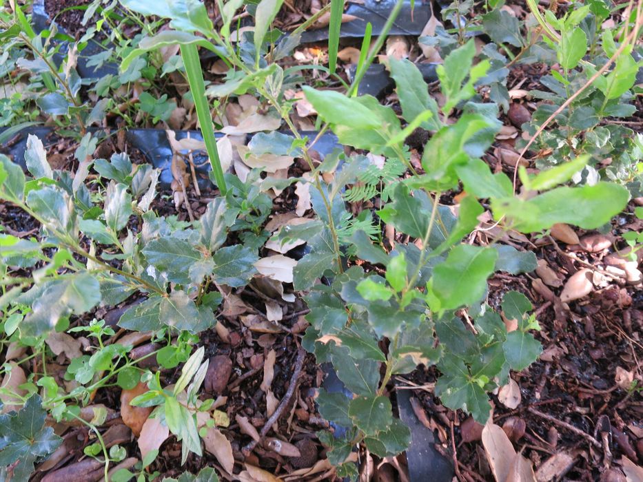 Mudas sobreiros para plantar árvores