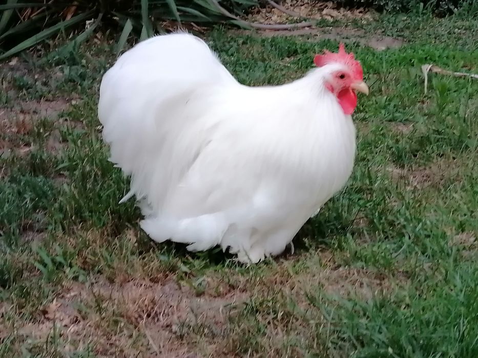 Kogut Karzełek Kochin