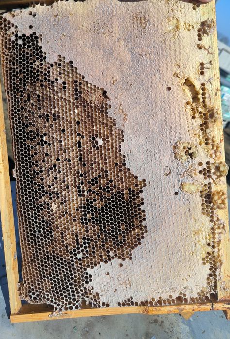 Рамки бджолині медові