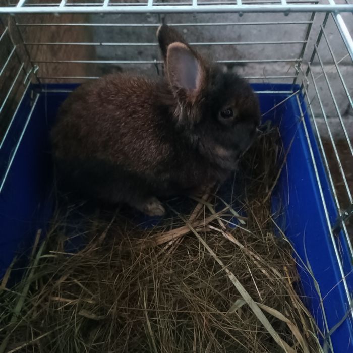 Продається декоративна кроличка