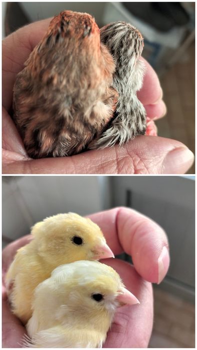 Canários amarelos, vermelhos e agatas