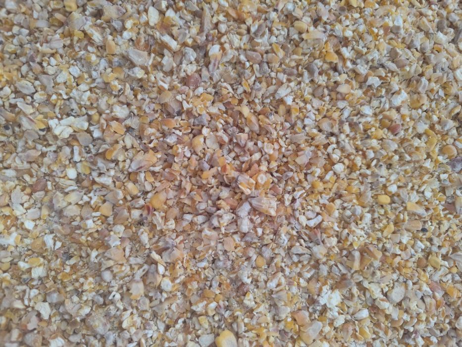 Kukurydza sucha ziarno