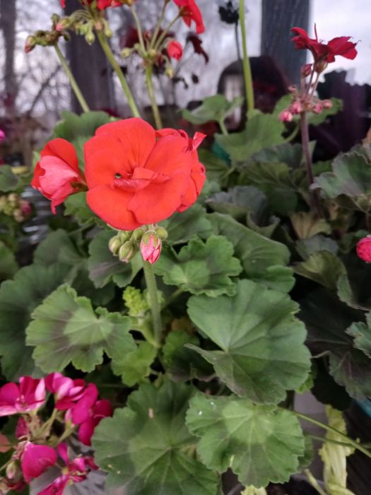 Пеларгонія,дорослі кущі