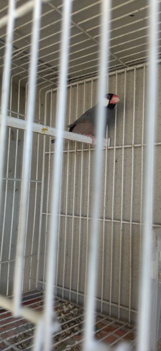 Pardal de Java ou troco.