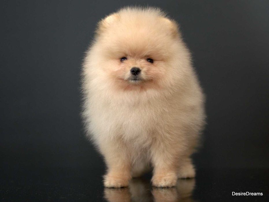 Неймовірна дівчинка шпіца