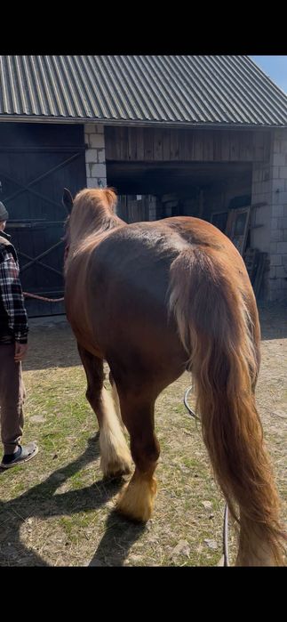 Sprzedam klacz zimnokrwista