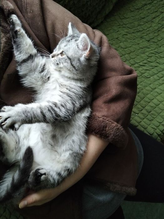 Британське неймовірно круте і ласкаве кошеня котик лагідний характер