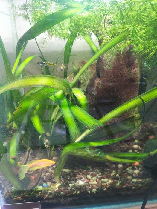 Продам аквариум с рыбками, 20 л