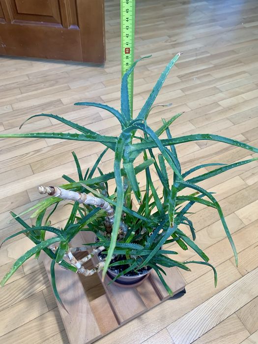 Лікарський дорослий Алое Вера