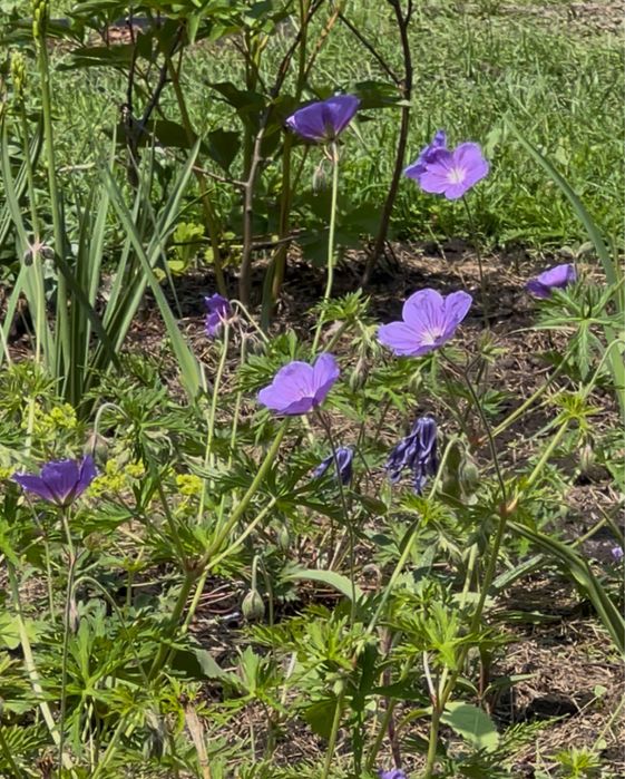 Журавець Buxton’s Blue (герань)