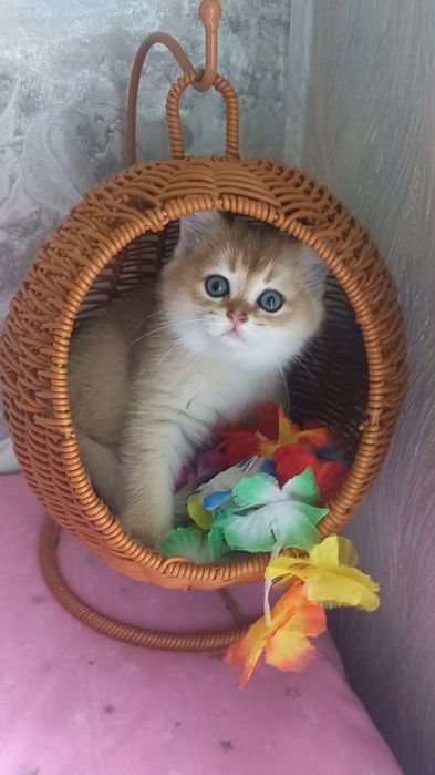золоті шиншили котика