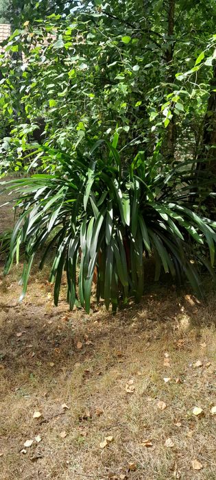 Sprzedam roslinę ze zdjecia