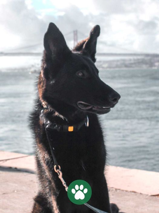 Dog walking, Pet sitting, Pet Care, Passeios de animais, Levamos o seu animal ao veterinário,