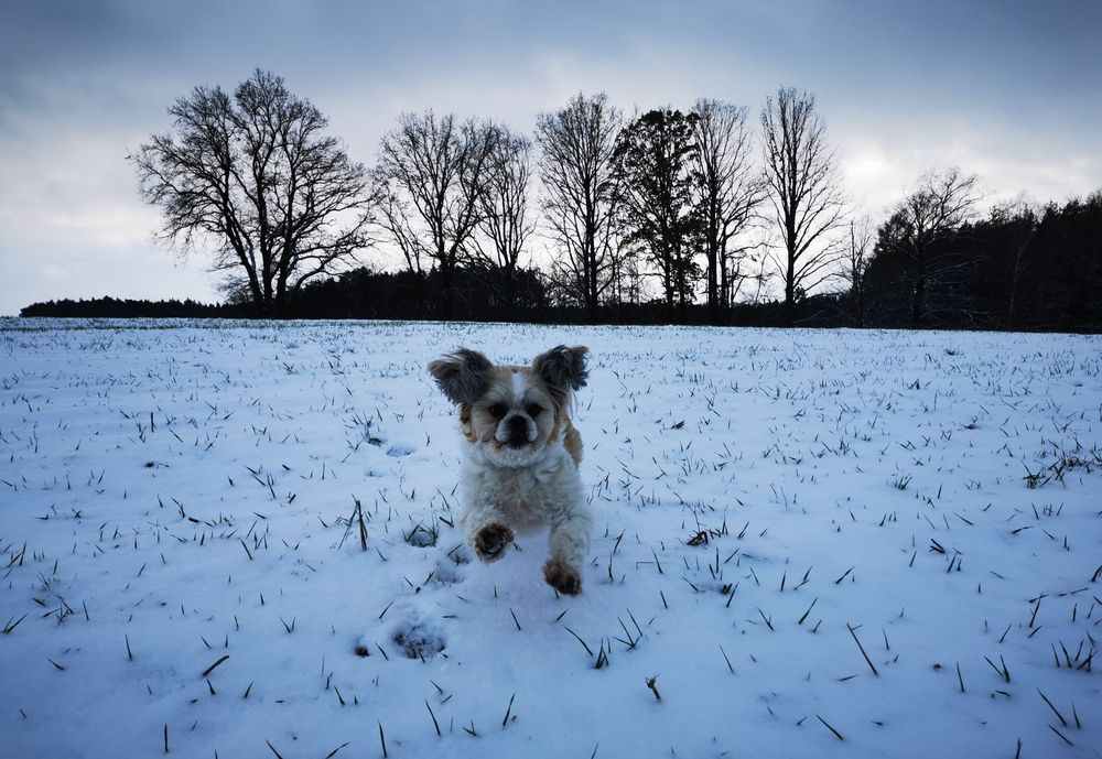 Opieka domowa Hotel dla psów i kotów oraz innych małych pupili