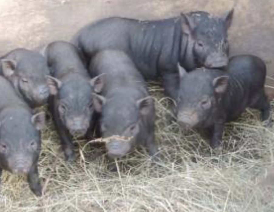 Срочно продам поросят