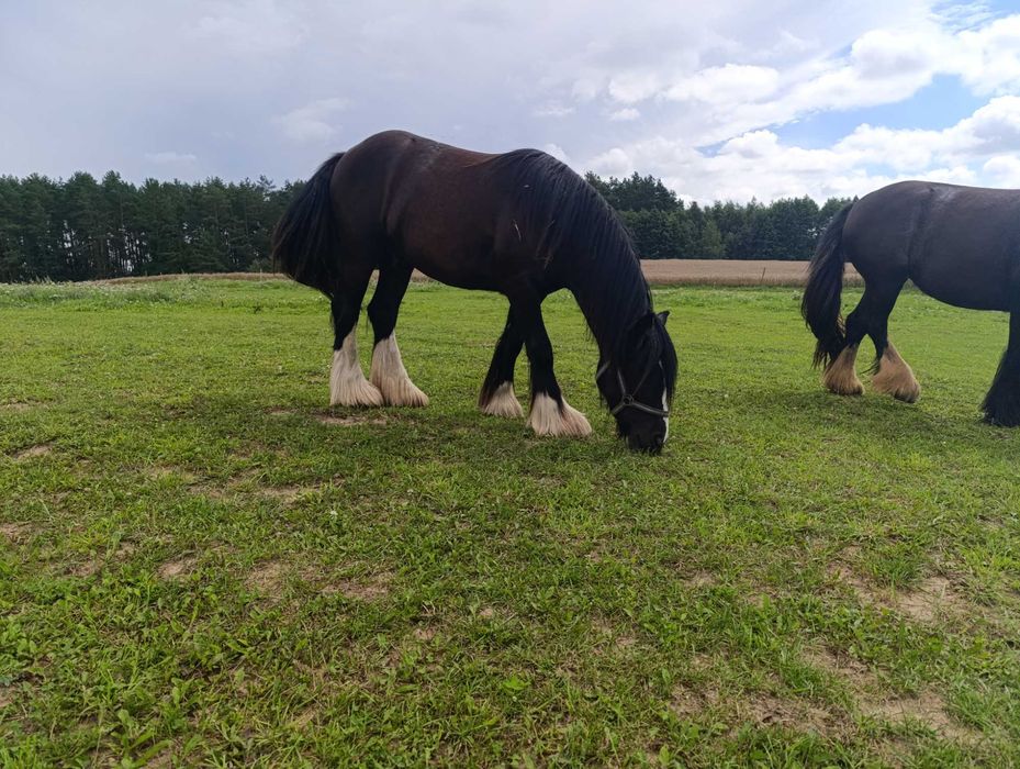 Malowany ogierek gypsy cob