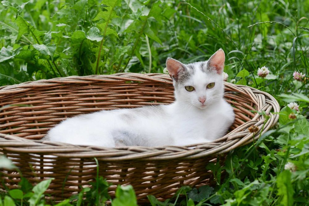 Joko - wyjątkowa kotka!