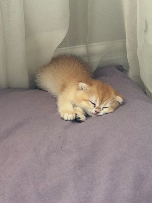 Кошка золотой шиншилла 3 месяца