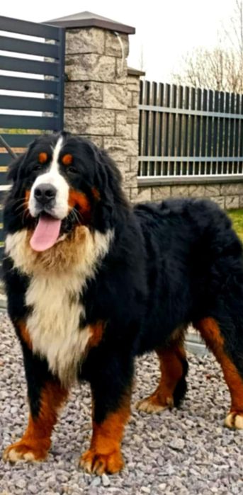 Berneński Pies Pasterski Dziewczynka