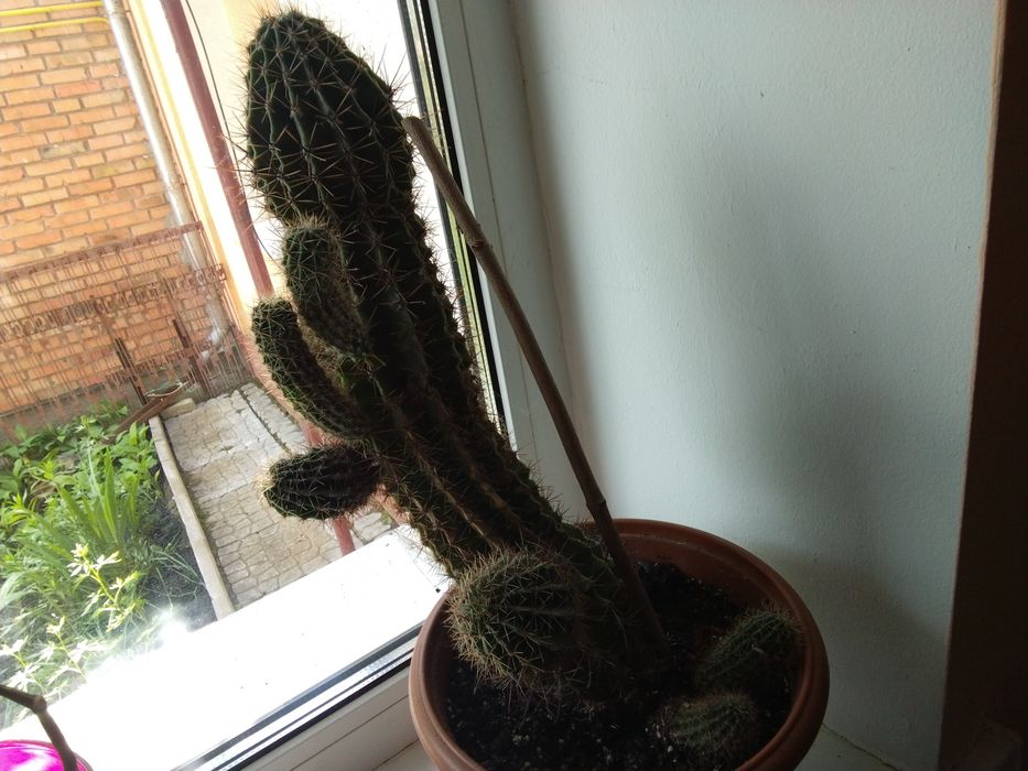 Кактус 150 грн.великий,