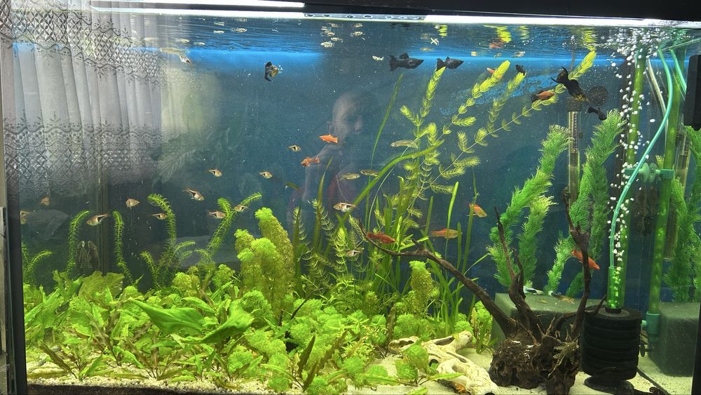 Akwarium 240 l z pełnym życiem