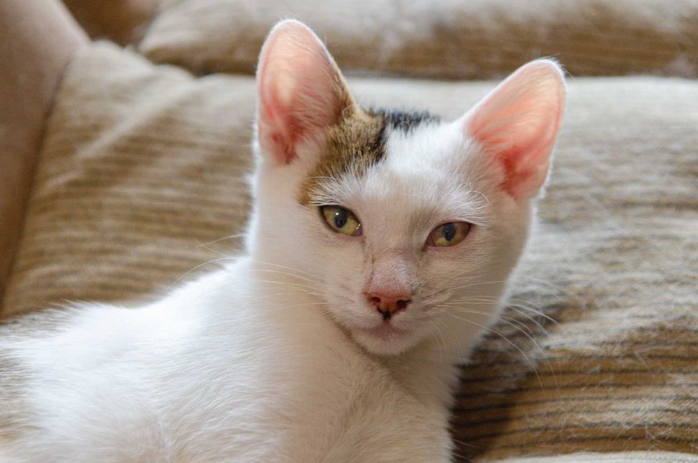 Ніжний плюшик Карамель метис абісинської породи шукає родину.