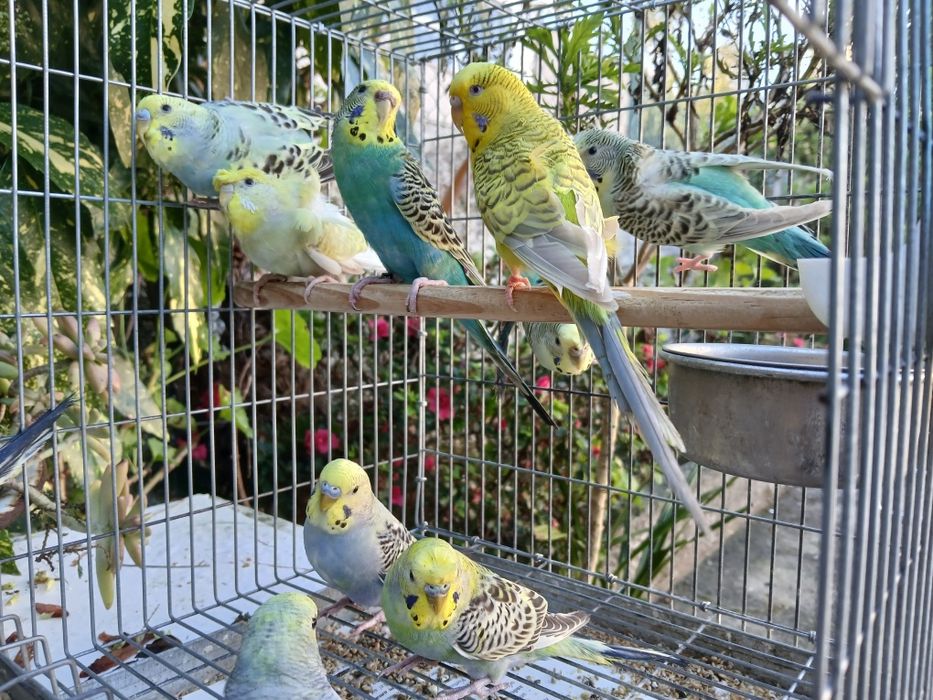 Periquitos Várias Mutações
