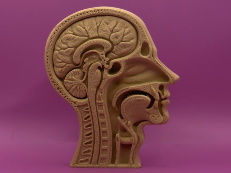Modelo anatomia cabeça humana corte sagital
