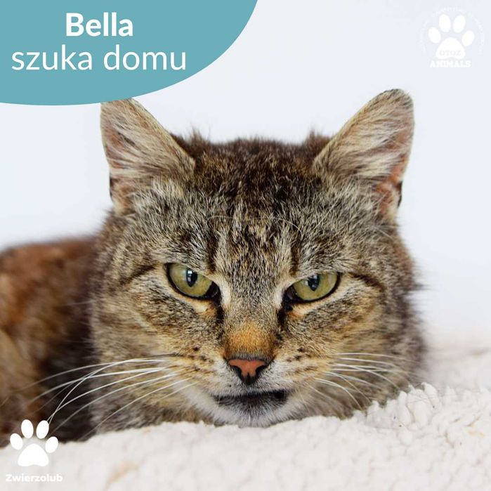 Kochana kotka do adopcji! Poznajcie Bellę!
