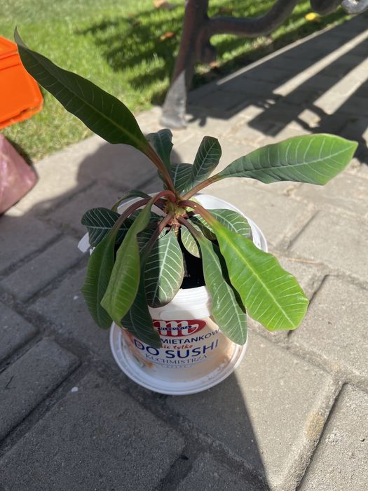 Молочай гребінчастий