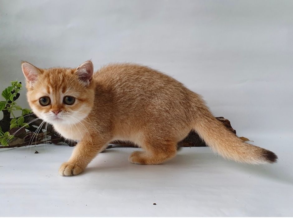 Британка КОШЕЧКА золотая шиншилла. Воспитанная,игривая,красотка.Киев