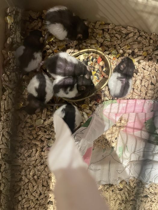 Oddam małe szczurki