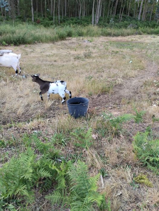 Cabrito anão para venda
