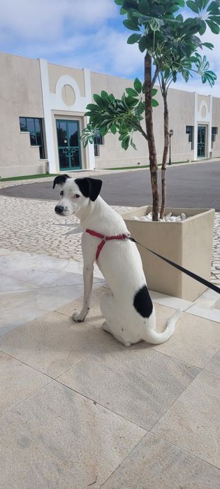 Doação de cadela