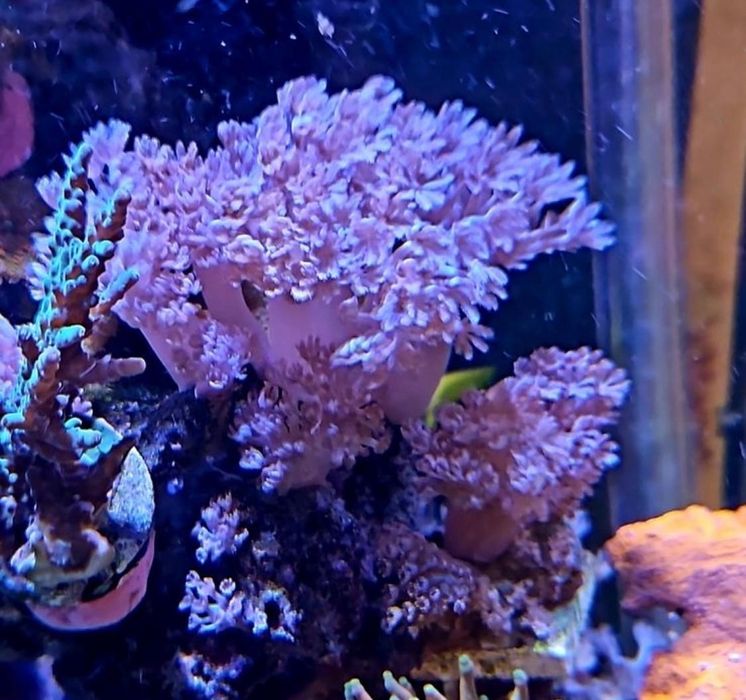 4 corais incluindo euphyllia parancora