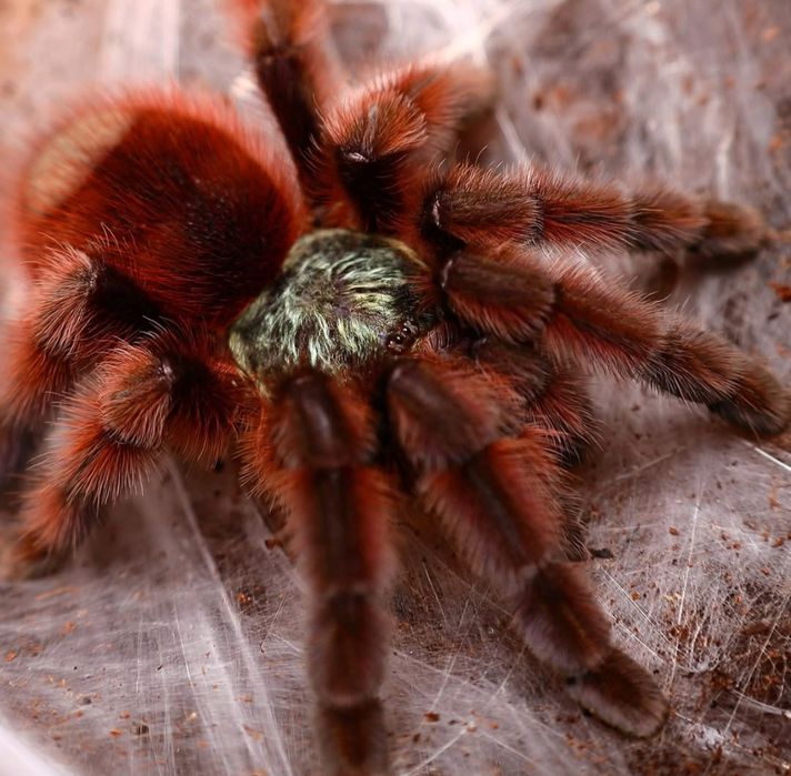 Caribena versicolor L1/2 karaibka wielobarwna