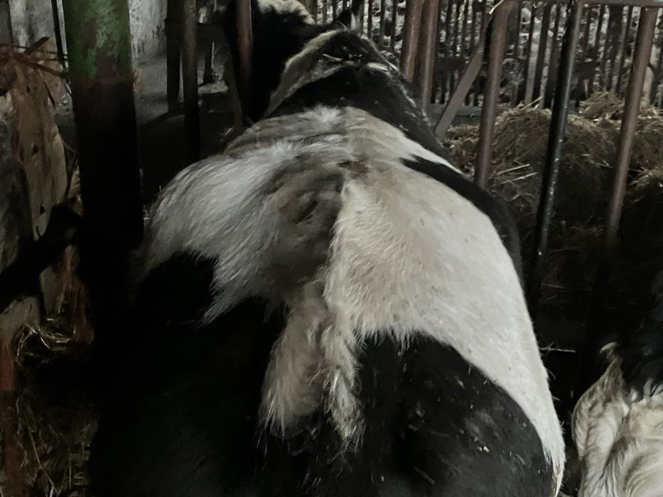 Jałówki cielne  mleczne HO x Montbeliarde