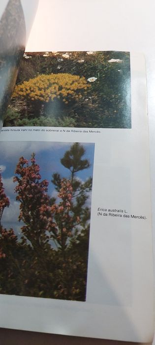 O Barrocal Algarvio, Flora e Vegetação da Amendoeira - J. Malato Beliz