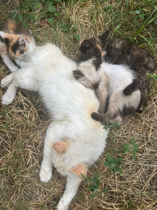 Кошенята безкоштовно