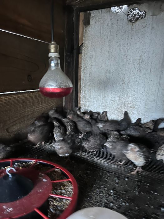 Codornizes adultas para venda