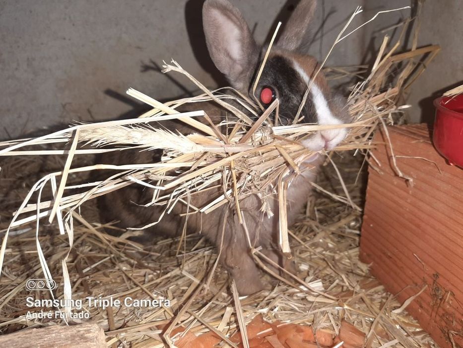 Coelhinhos Anão bebés