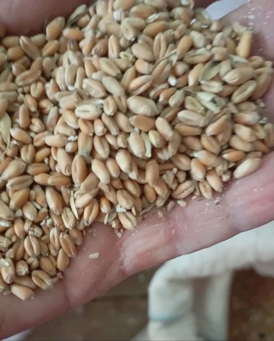 Продам пшеницю, 1 тонна