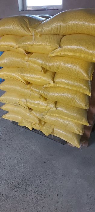 Kukurydza sucha, cała, kruszona, mielona