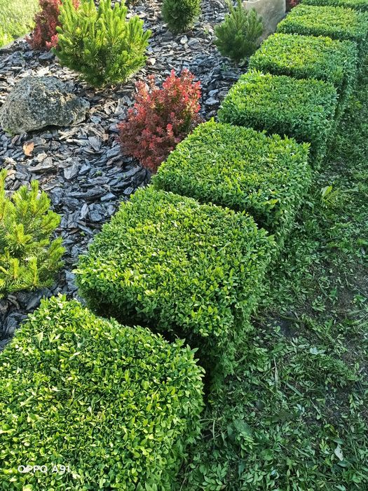 Самшит (Buxus) ! Куб 40х40х40см.,В контейнере Р11 (1л.) 20-30см.