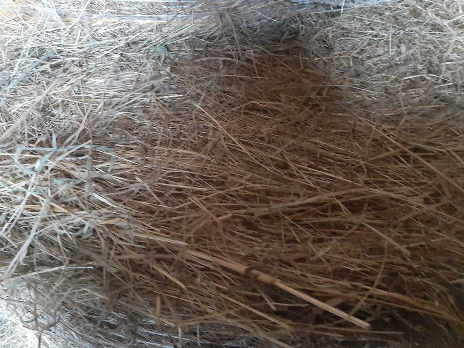 Sprzedam śiano bele
